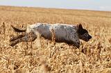 SETTER ANGLAIS 106